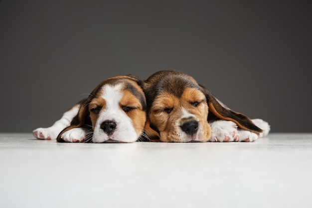 Beagle tricolor puppies are posing. Cute white-braun-black doggies or pets playing on grey background.