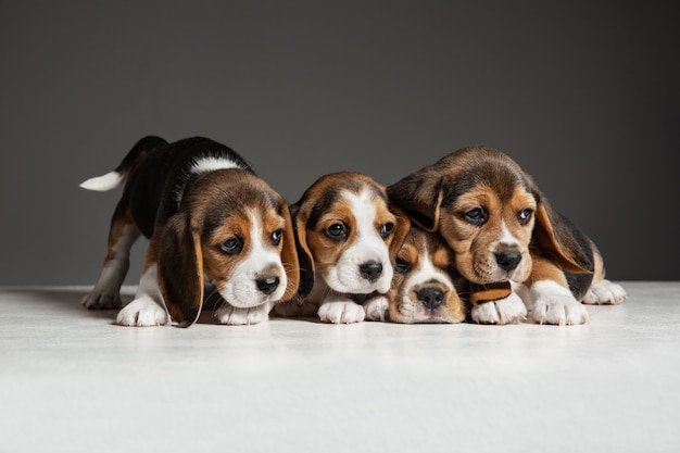 ビーグル犬のトリコロールの子犬がポーズをとっています。灰色の壁で遊ぶかわいい白ブラウン黒の犬やペット。注意深く遊び心のある顔をしてください。動き、動き、行動の概念。ネガティブスペース。