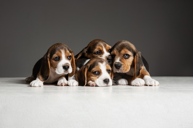 Beagle tricolor puppies are posing. Cute white-braun-black doggies or pets playing on grey wall. Look attented and playful. Concept of motion, movement, action. Negative space.