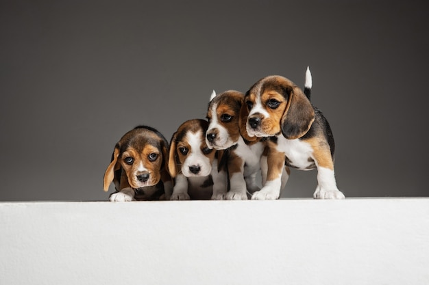 Beagle tricolor puppies are posing. Cute white-braun-black doggies or pets playing on grey wall. Look attented and playful.  Concept of motion, movement, action. Negative space.