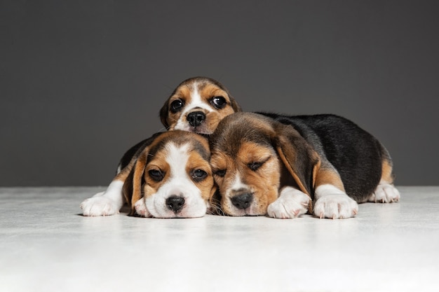 Beagle tricolor puppies are posing. Cute white-braun-black doggies or pets playing on grey wall. Look attented and playful.  Concept of motion, movement, action. Negative space.