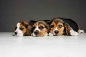 Foto gratuita i cuccioli di beagle tricolore sono in posa