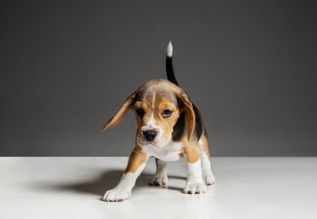 Beagle tricolor puppy is posing. Cute white-braun-black doggy or pet is playing on grey wall. Looks attented and playful.  Concept of motion, movement, action. Negative space.