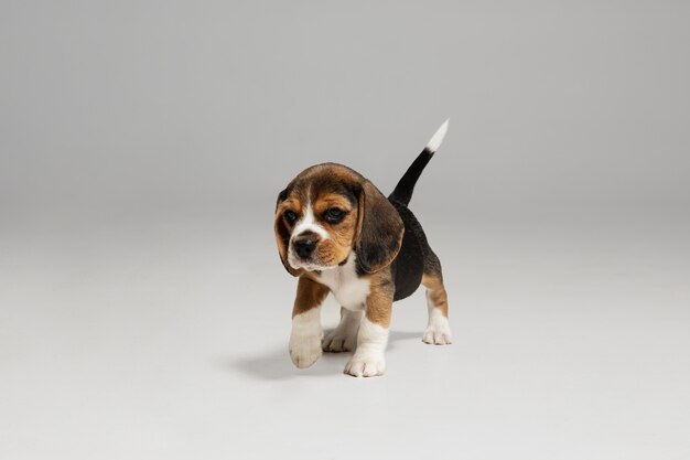 Beagle tricolor puppy is posing. Cute white-braun-black doggy or pet is playing on white background.