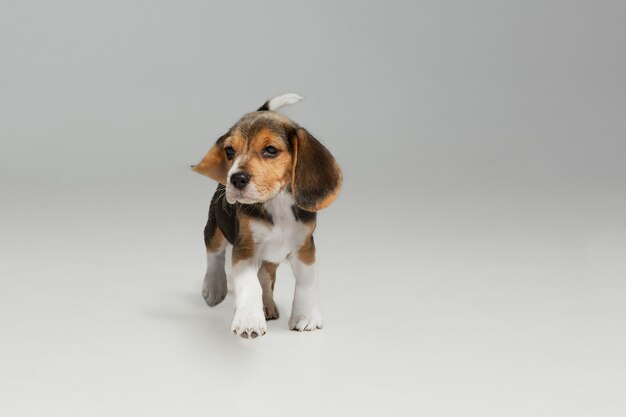 Beagle tricolor puppy is posing. Cute white-braun-black doggy or pet is playing on white background.