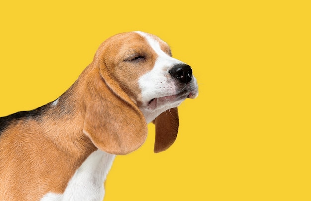 Beagle tricolor puppy is posing. Cute white-braun-black doggy or pet is playing on yellow background. Looks calm and confident. Studio photoshot. Concept of motion, movement, action. Negative space.