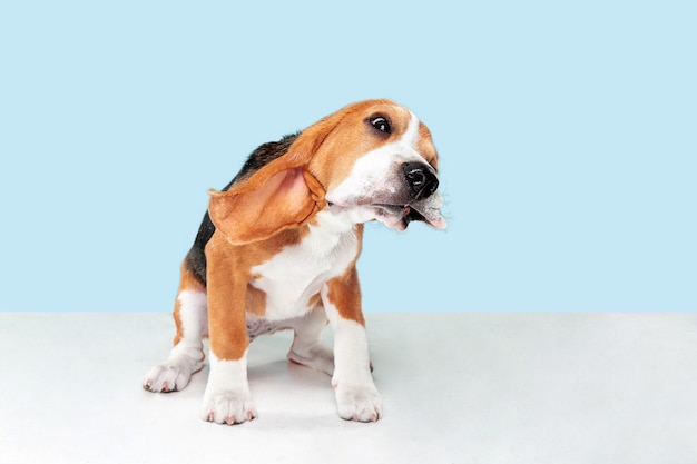 Beagle tricolor puppy is posing