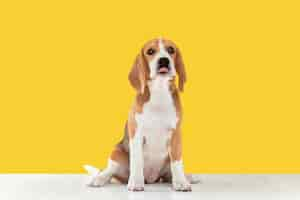 Free photo beagle tricolor puppy is posing