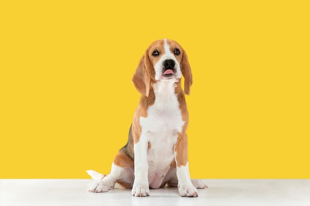 Beagle tricolor puppy is posing