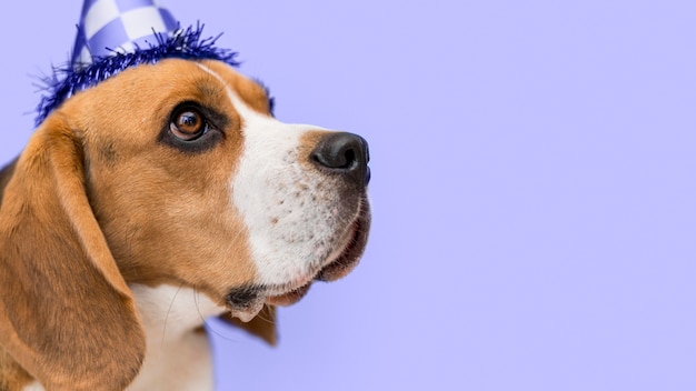 beagle wearing birthday hat in the color of the year 2022