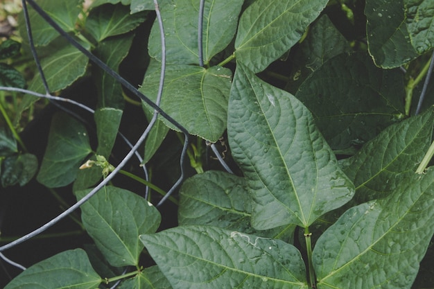 Bean plant leaves