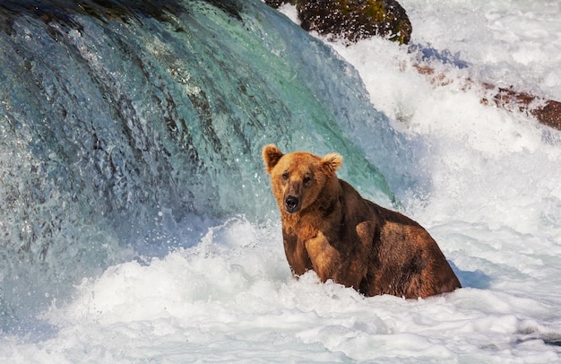 알래스카의 곰