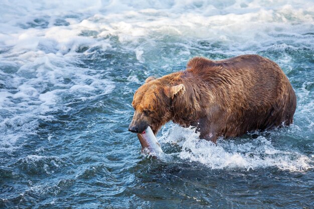 Bear on Alaska