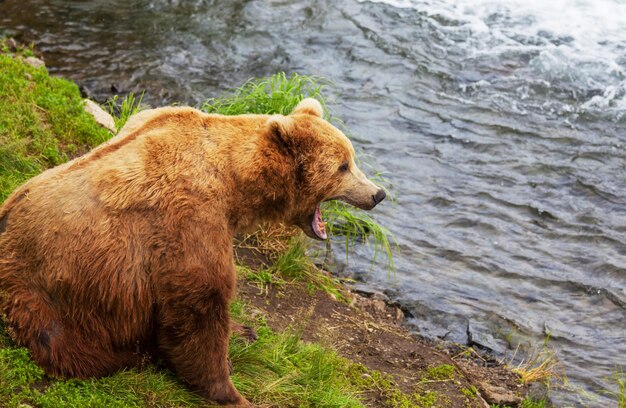 Медведь на Аляске