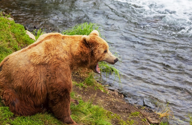Медведь на Аляске