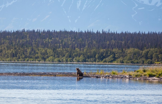 Bear on Alaska