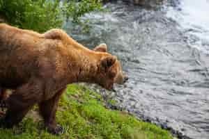 Foto gratuita sostieni l'alaska