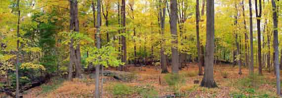 Free photo bear mountain forest panorama