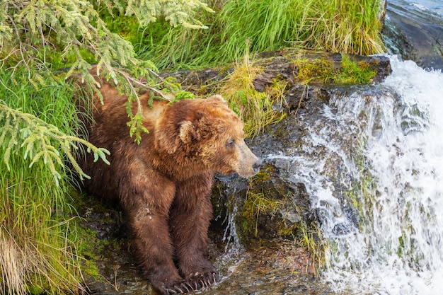 Бесплатное фото Медведь на аляске