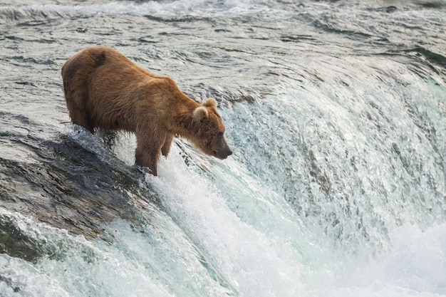 Бесплатное фото Медведь на аляске