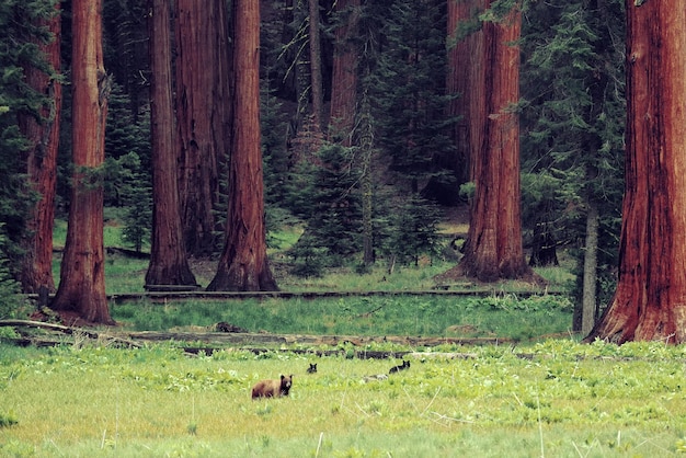 Foto gratuita orso allo stato brado con i cuccioli nel parco nazionale di sequoia