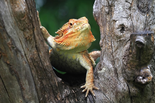 Bearded Dragon Red Het Hypo 근접 촬영 Bearded Dragon Red Het Hypo 정면도 파충류 근접 촬영