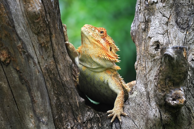 Foto gratuita drago barbuto sull'albero