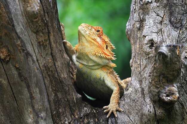 Bearded Dragon on tree