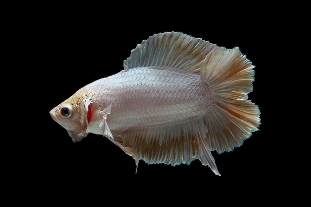 Beatiful betta fish moveing with black background