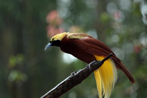 Beatiful bird of paradise on branch cendrawasih bird