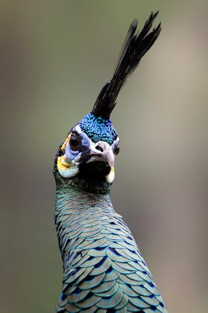 孔雀の動物のクローズアップのBeautifu頭