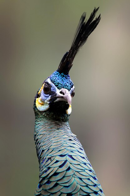 Beautifu head of peacock animal closeup