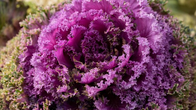Beautiful abstract purple flower