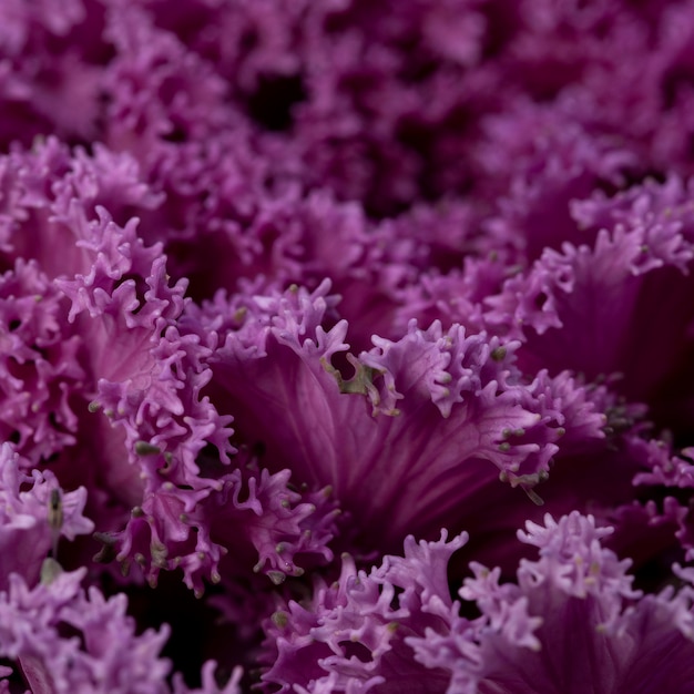 Beautiful abstract purple plant