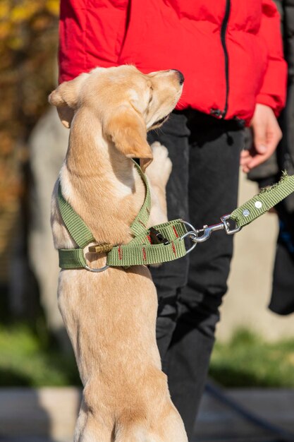 A beautiful adorable dog trying to play with child High quality photo