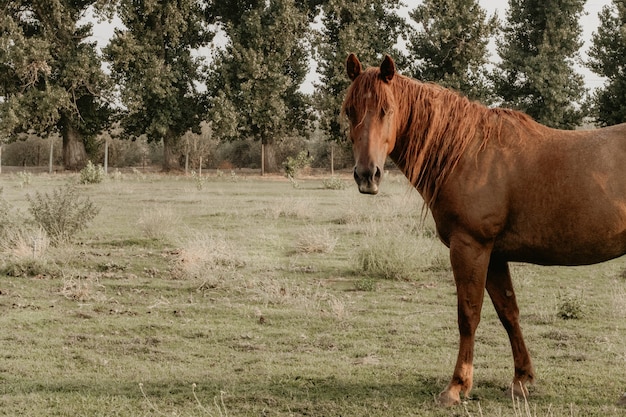 Beautiful adult brown horse in a field at a ranch
