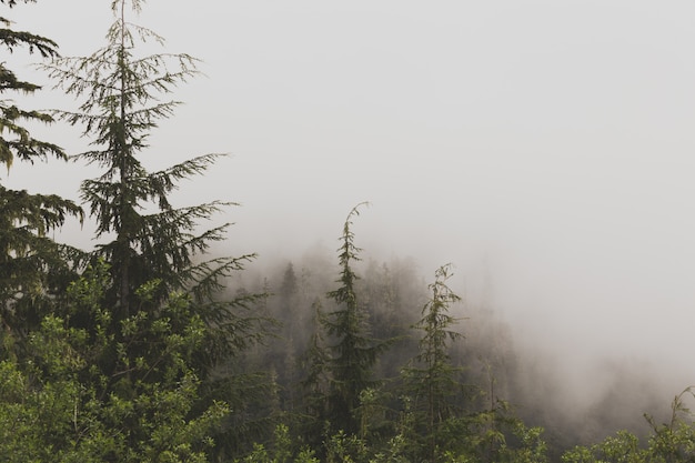 Beautiful aerial shot of a foggy forest
