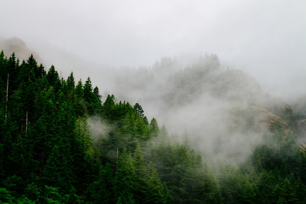 Beautiful aerial shot of a forest enveloped in creepy mist and fog