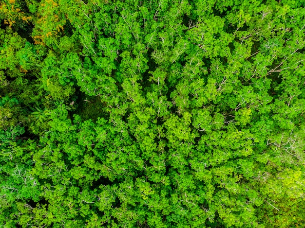 Beautiful aerial view of nature trees in the forest