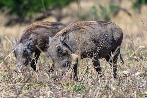 Free Photo beautiful of the african common warthogs spotted on a grassy plain