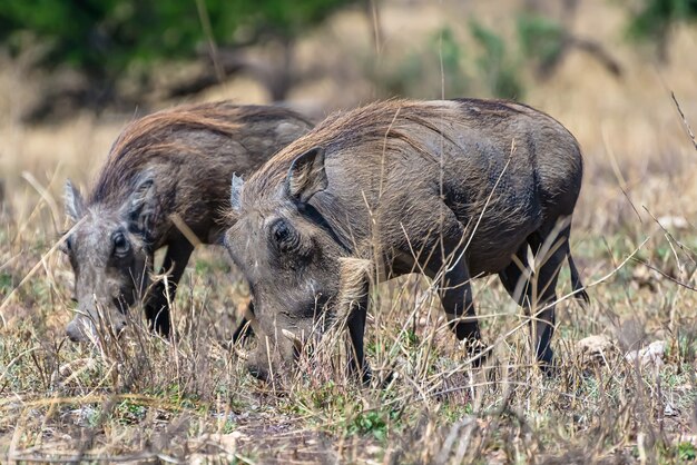 Beautiful of the African common warthogs spotted on a grassy plain