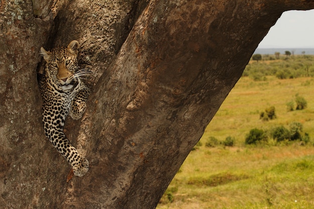 Красивый африканский леопард сидя на большом стволе дерева посреди джунглей