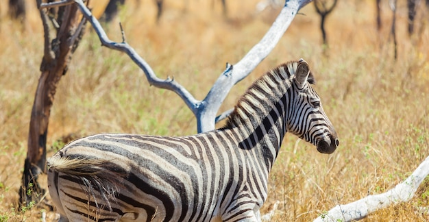 Красивая африканская зебра на сафари в Южной Африке