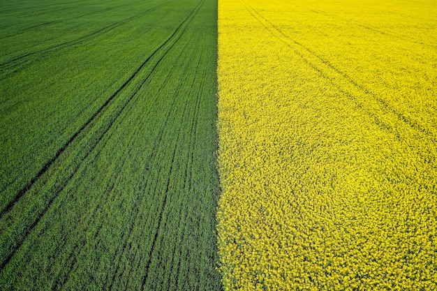 Foto gratuita il bello campo di erba giallo a metà verde agricolo ha sparato con un fuco