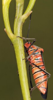 Beautiful all colored insect macro.