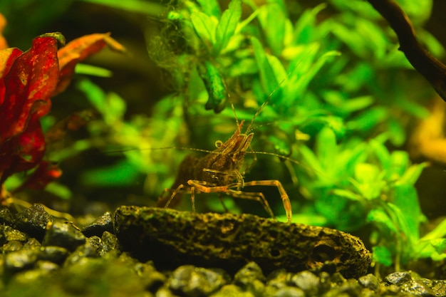 Underwater Bamboo