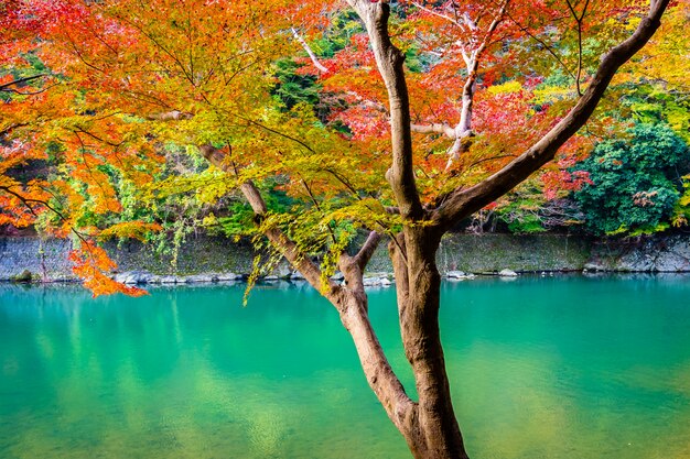 Beautiful Arashiyama river with maple leaf tree and boat around lake