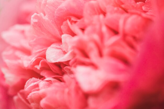 아름다운 향기로운 분홍색 신선한 꽃