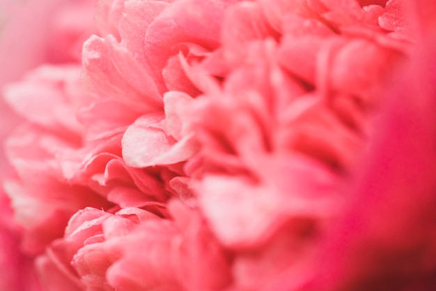 Beautiful aromatic pink fresh flower