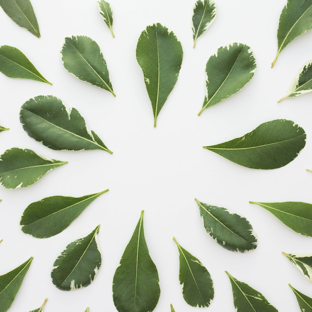 Beautiful arrangement of green leaves over white background